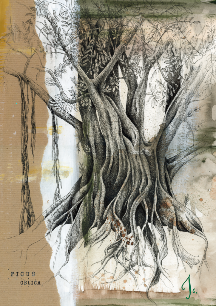 Tirage sur papier d'art - Ficus